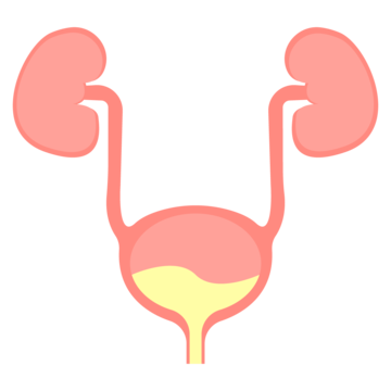 Urology